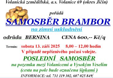 Samosběr brambor na zimní uskladnění Volanice